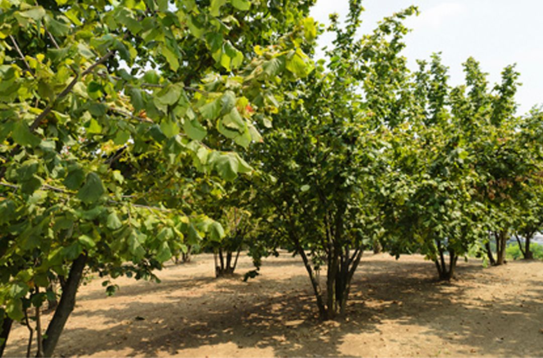Avellanos del Piamonte