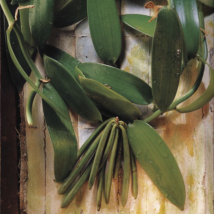 La vainilla 02
